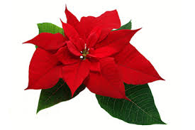 Advent Poinsettias 